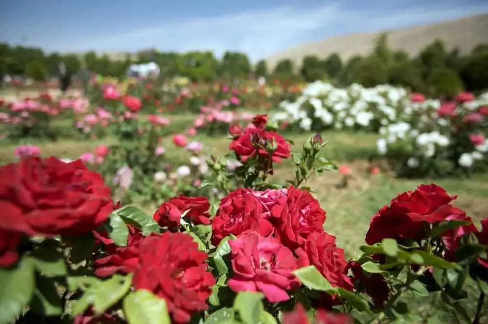 باغ گیاه شناسی ملی ایران